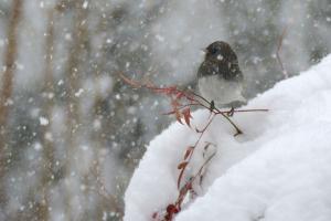 New Birds In Snow Gallery